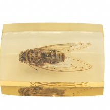 משקולת נייר עם חרק ענק