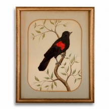 'ציפור על ענף' - תמונה זאולוגית -  'Red Wing Black Bird'