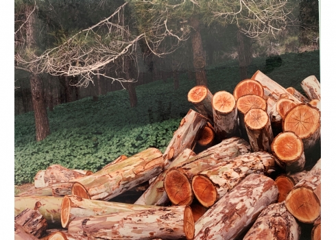 חנן גטריידה (Chanan Getraida) - צילום ממוסגר, חתום: חנן ג. ומתוארך: 1990