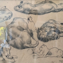 הרברט פאס Herbert PASS (צייר אוסטרי (וינה), 1913-1983) - 'חיות שונות' - רישום