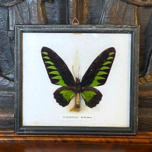 פרפר חסר מזל מסוג 'Trogonotera Brokiana' ביש מזל, ממוסגר לנצח במסגרת מרובעת