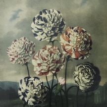 'ציפורנים' - הדפס ישן על פי ציור של הרופא רוברט ג'ון תורנטון