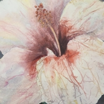 'היביסקוס' - ציור ישן, אקוורל על נייר, חתום בעיפרון