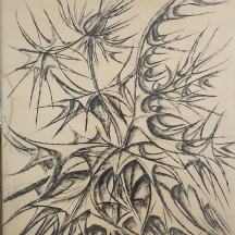 יוסי שטרן (Joseph Stern) - 'צמחייה' - רישום גירי פנדה על נייר