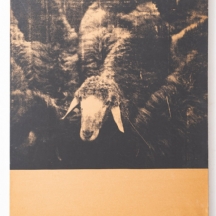 מנשה קדישמן (1932-2015)- עדר כבשים על רקע שחור, הדפס מוצמד לבד, חתום בעפרון