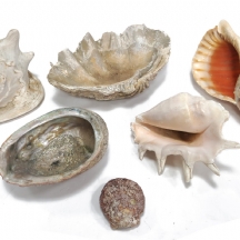 6 קונכיות וצדפים גדולים