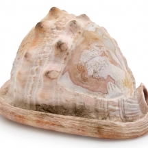 קונכייה טבעית מגולפת (קמאו) עם תבליט דמות נשית