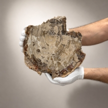 פלח גדול של עץ מאובן "PETRIFIED WOOD"